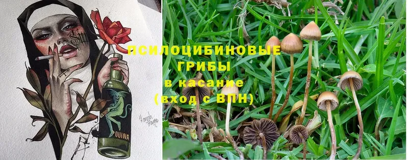 Псилоцибиновые грибы Cubensis Гвардейск